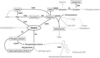 High-Throughput Analysis of Water-Soluble Forms of Choline and Related Metabolites in Human Milk by UPLC-MS/MS and Its Application